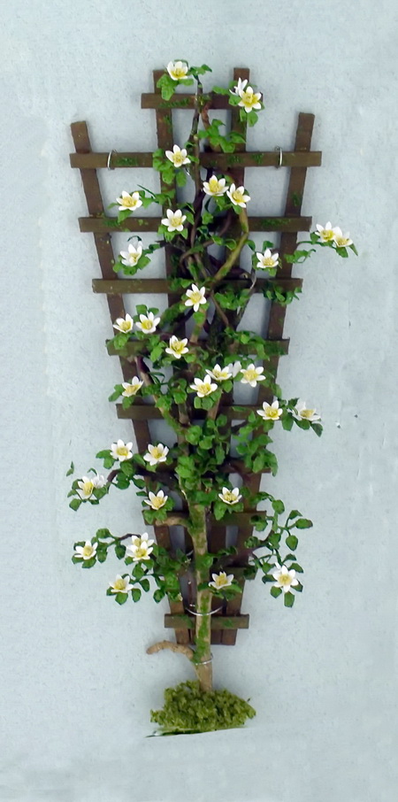 Cape Jasmin Trellis